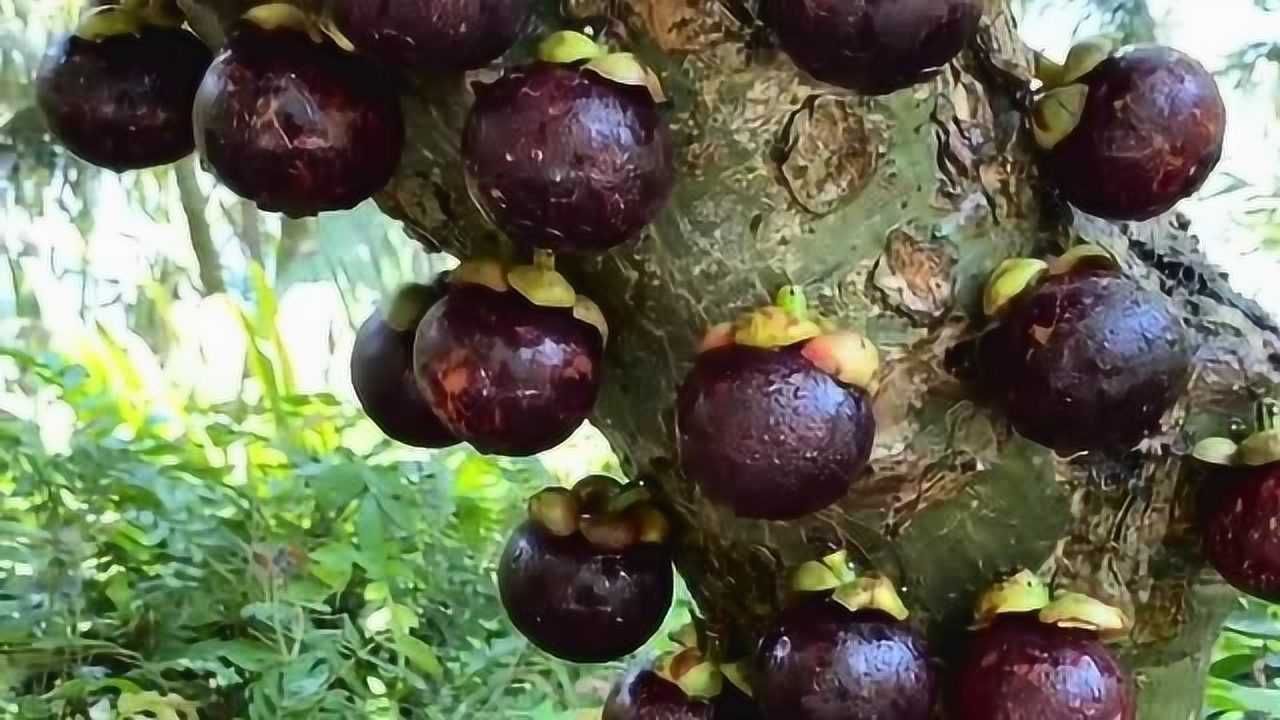 山竹大家都吃过,但是长的位置太奇怪了,真是让人想破头皮都想不到!