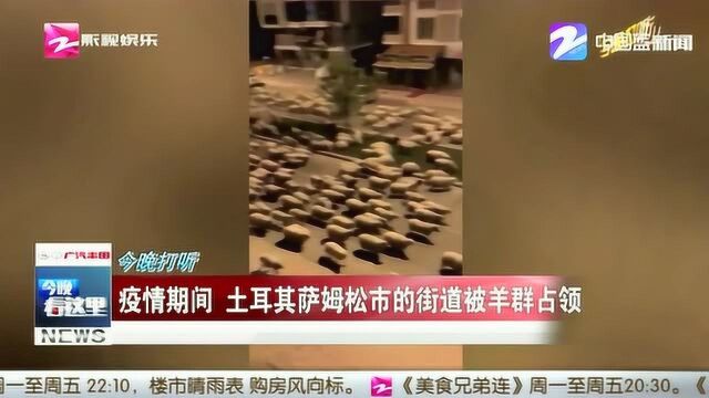 疫情期间 土耳其萨姆松市的街道被羊群占领