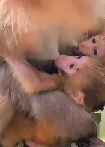 双胞胎宝宝吃奶的样子?