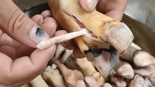 吃羊蹄时,一定要把这东西取出来,不然有可能会要命的