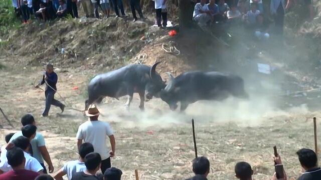 两头大碰神抠,看完这个视频好多人都想来转去了