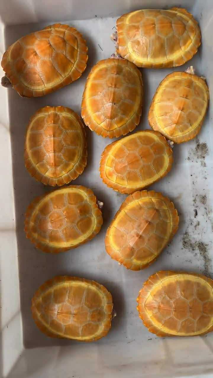 这都是白化成功的黄缘龟,看起来特别漂亮,与众不同
