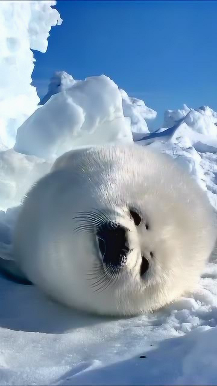 圆滚滚胖乎乎的小海豹