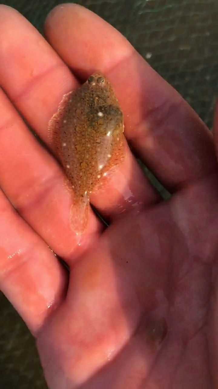 给你们看一下多宝鱼的小时候,真的是特别可爱