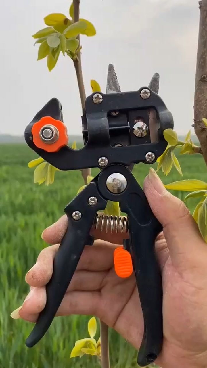 使用嫁接工具对柿子树嫁接