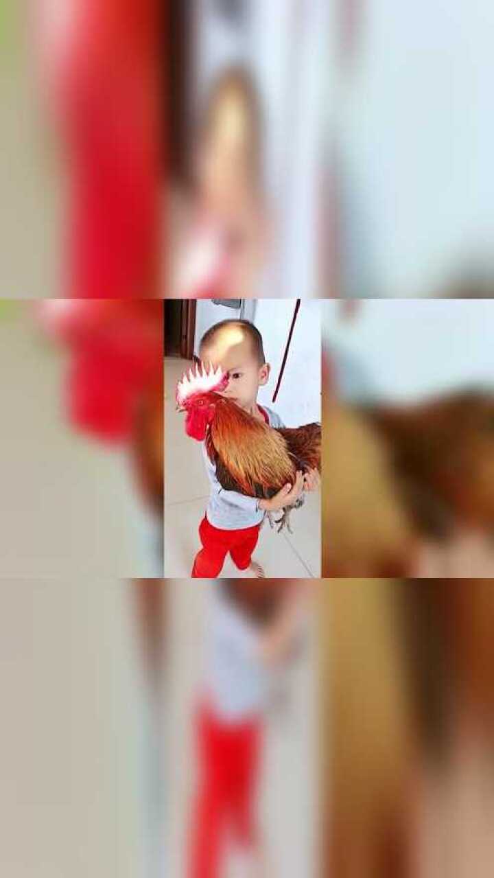 花几十块钱买了只鸡儿子看见爱不释手这是要吃鸡的节奏