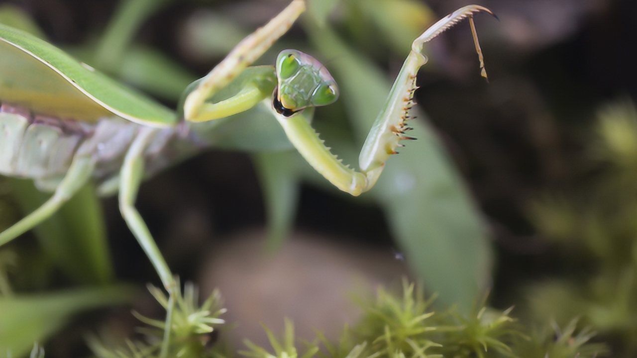 宽胸菱背螳-迷曼虫虫特工队
