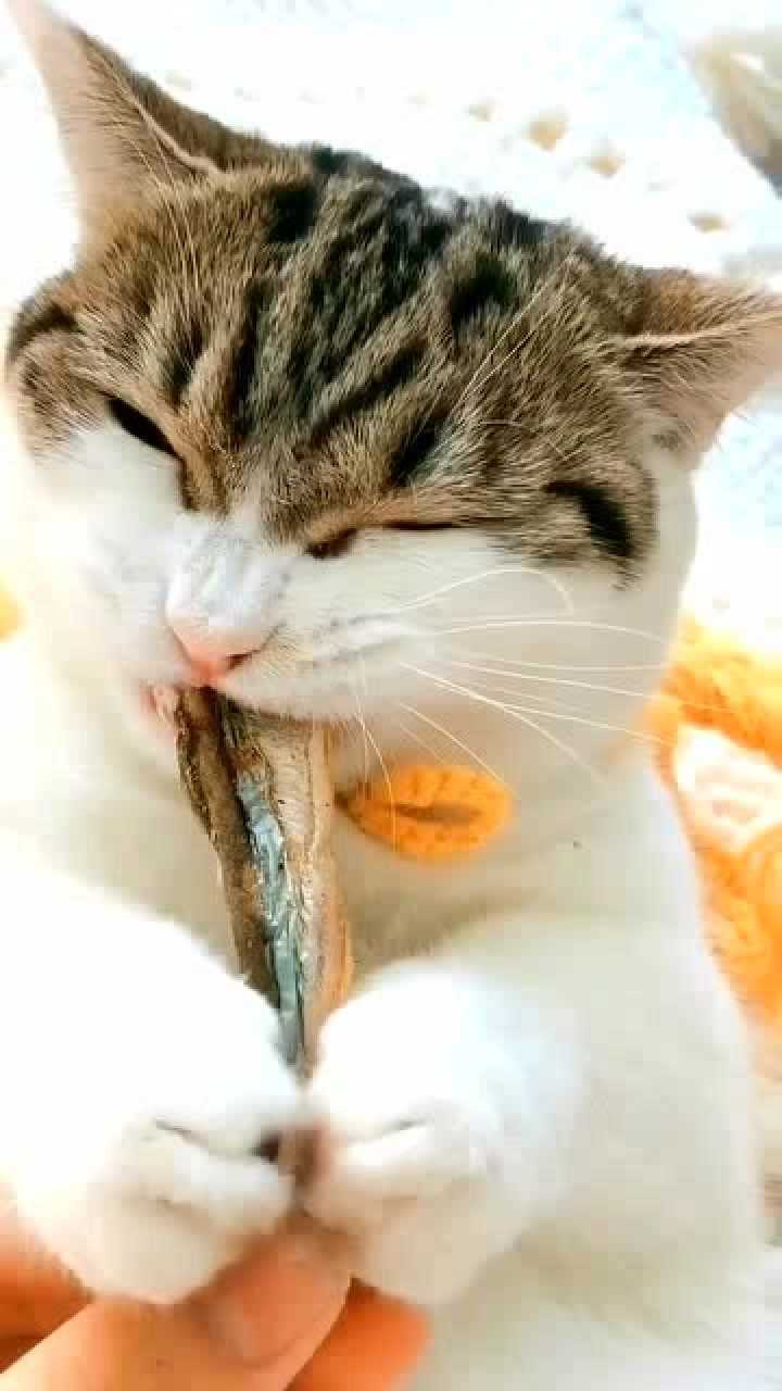 小馋猫爱吃鱼,一吃到鱼表情都变了,真是太可爱了!