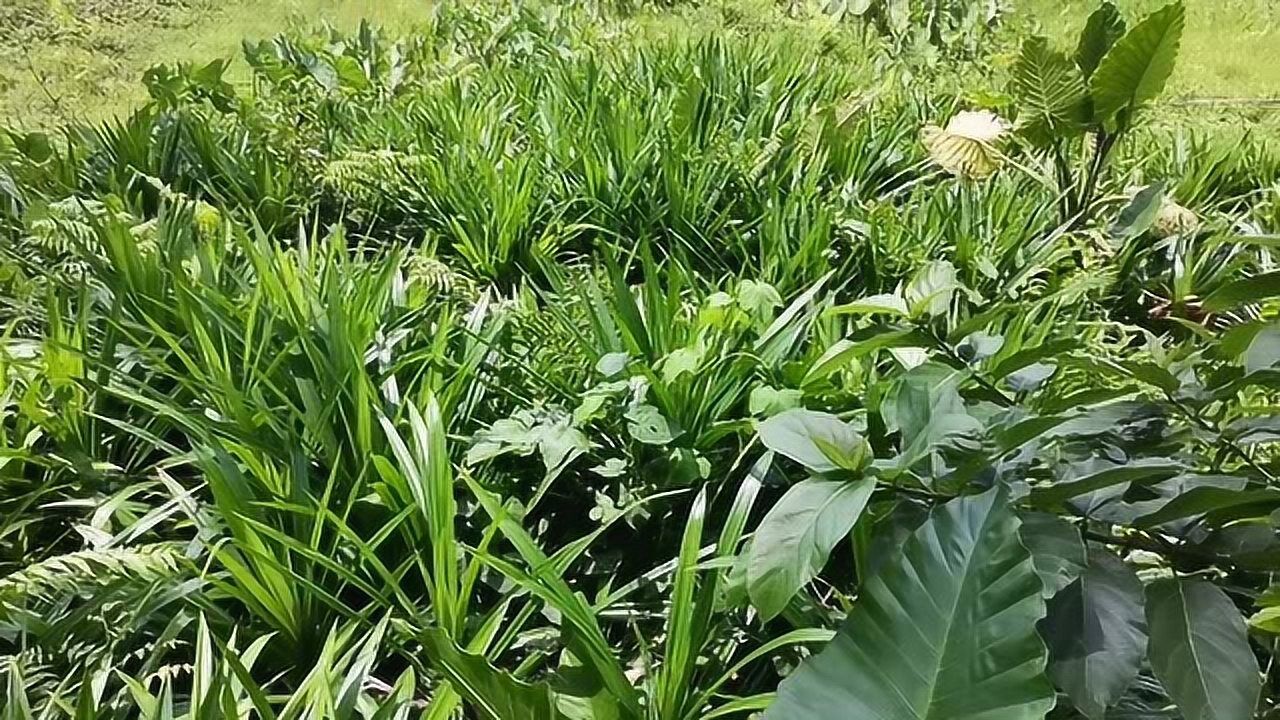 华侨朋友家种的"斑斓叶"是做糯米糕最好的香料有没有认识的!