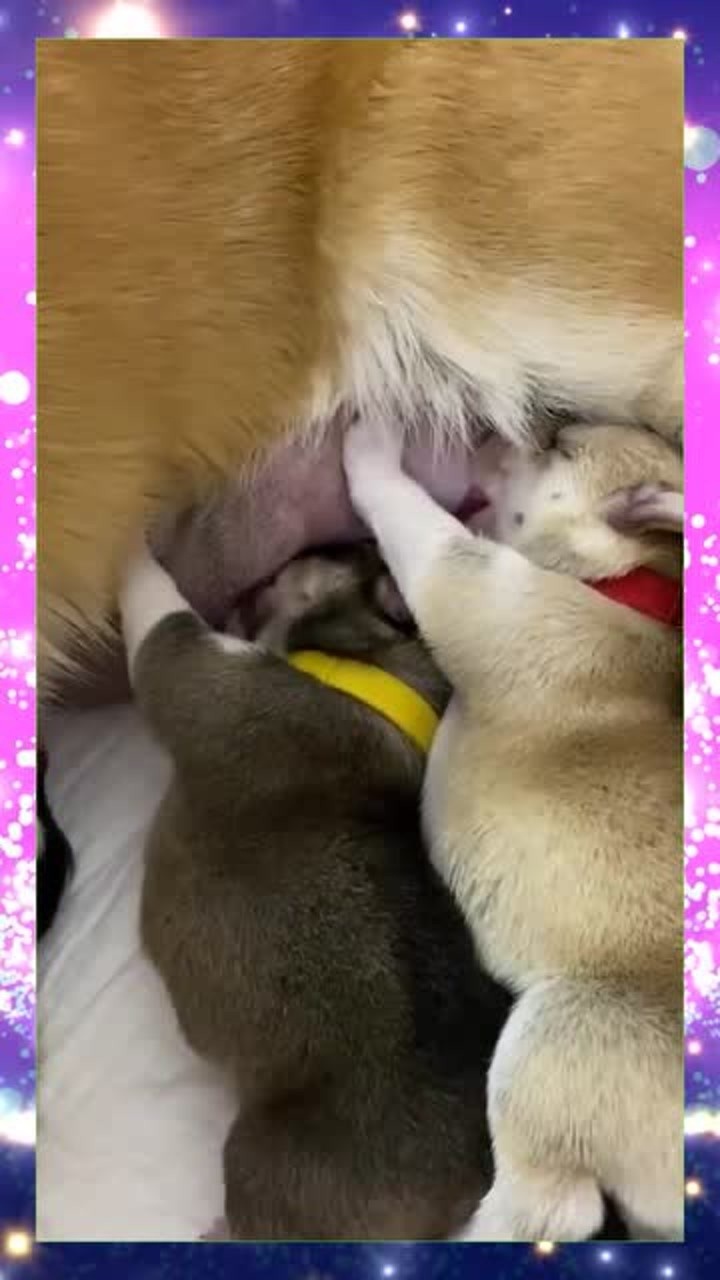 狗妈妈正在给小狗喂奶小狗们喝奶的声音简直太治愈了