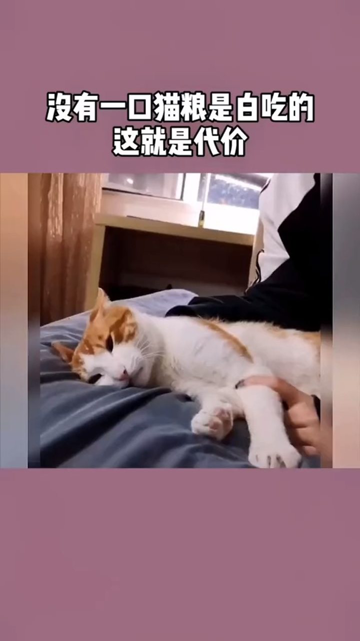 放弃挣扎吧,小猫咪