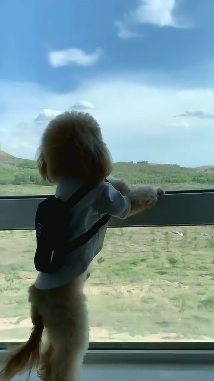 向往诗和远方的狗子曾梦想仗剑走天涯看一看世上的繁华