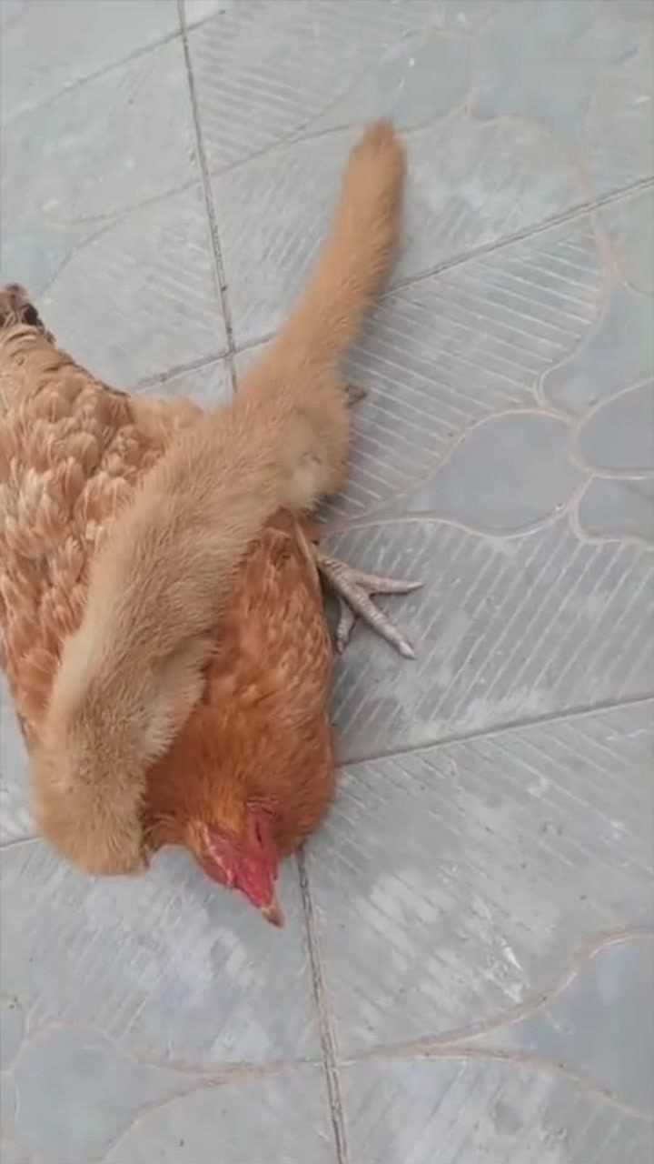 今天可算是见识到黄鼠狼吃鸡的样子了