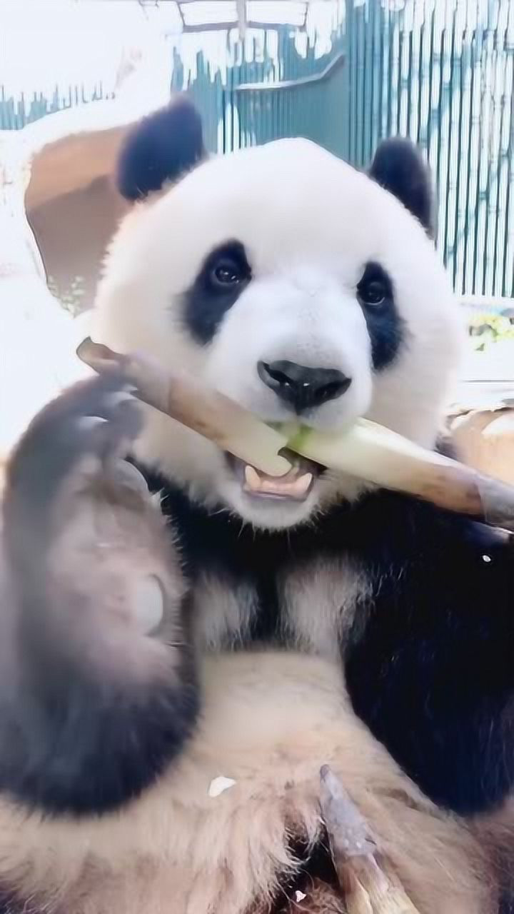 国宝熊猫吃竹子,声音真的好响,而且好可爱!