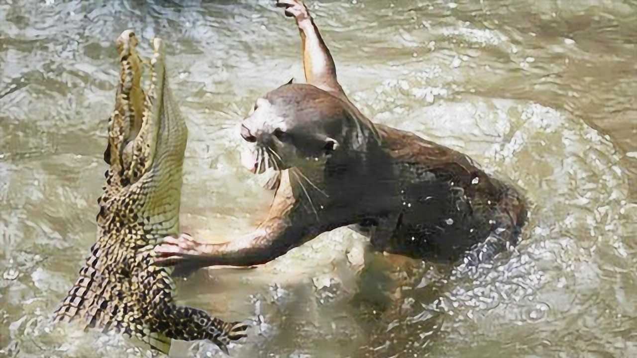 巨水獭吃鳄鱼图片