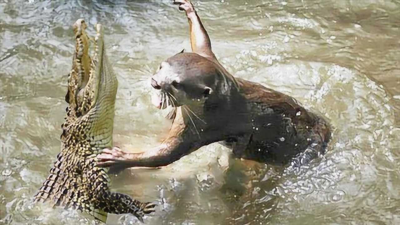 巨獭吃鳄鱼图片