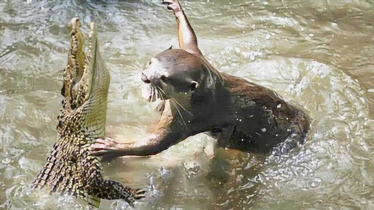 水獭见到鳄鱼就像猫见到了老鼠吃鳄鱼像是在啃辣条一样