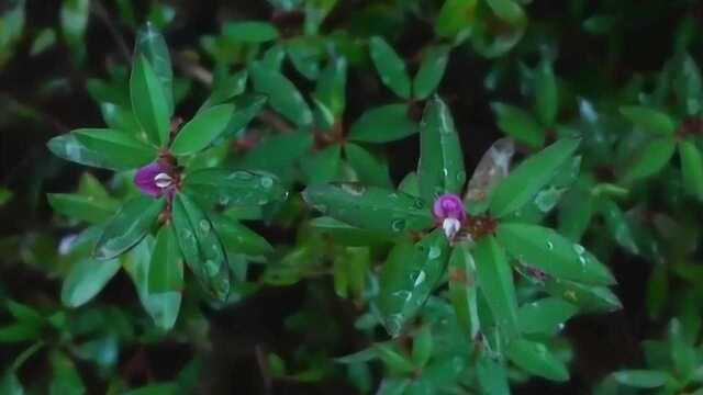 路边常见野草,鸡眼草药用价值高,有清热解毒、解暑截疟的功效