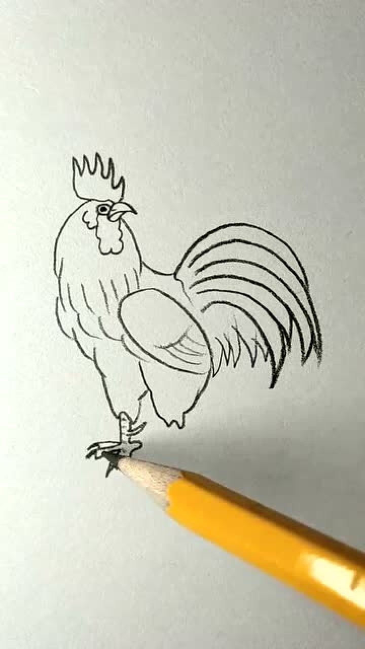 画一只大公鸡图片