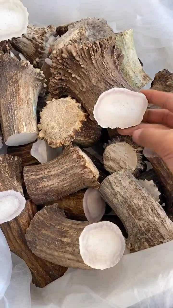 我特别喜欢这鹿角的切面,感觉非常的光滑
