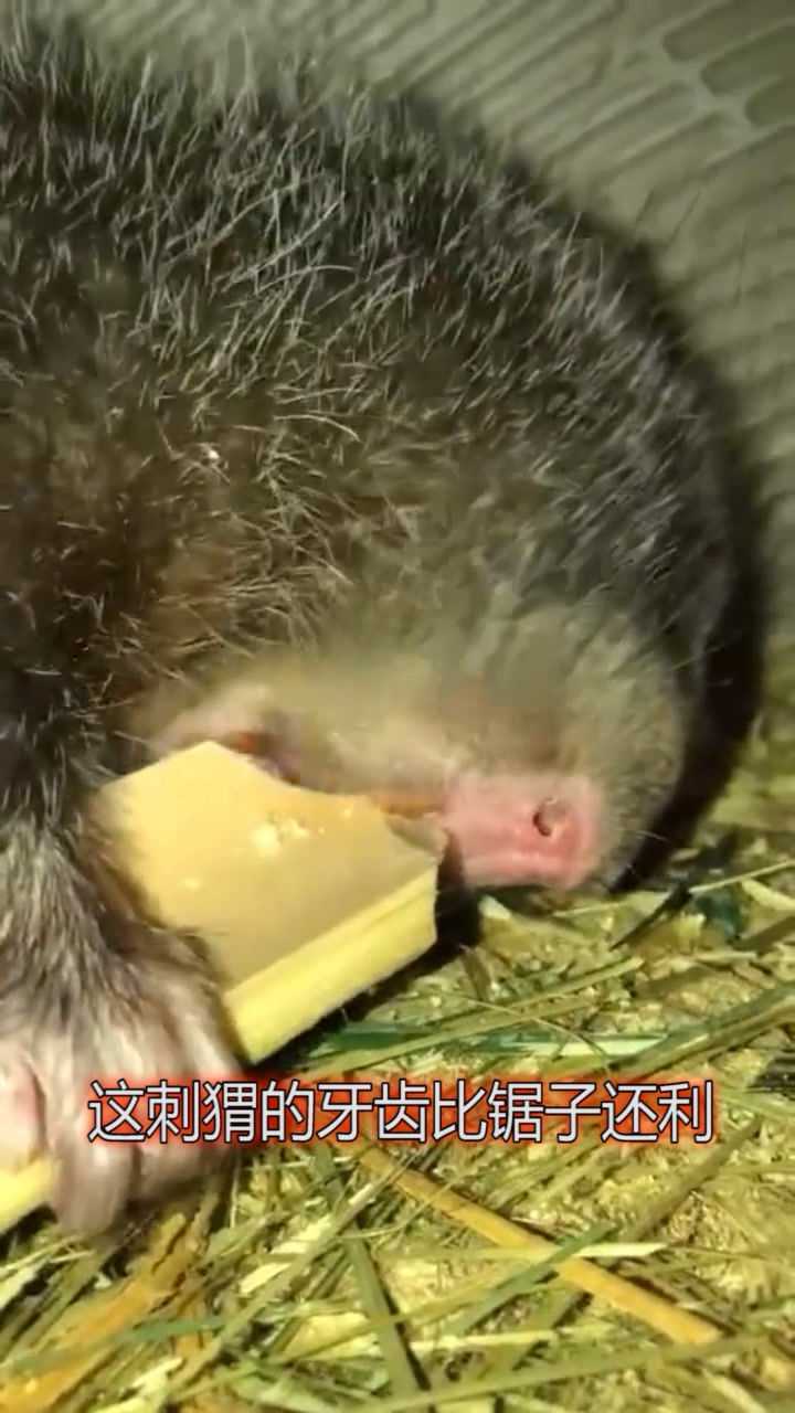 刺猬牙