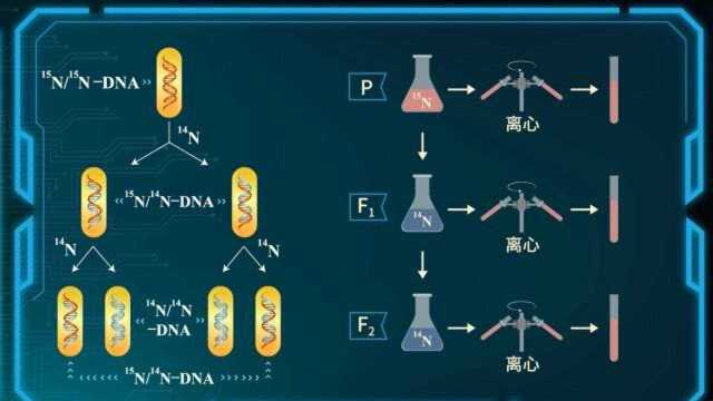 【生物大师 高中重点】DNA的复制——造假术