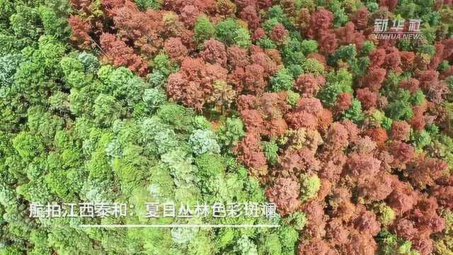 江西泰和:夏日丛林色彩斑斓