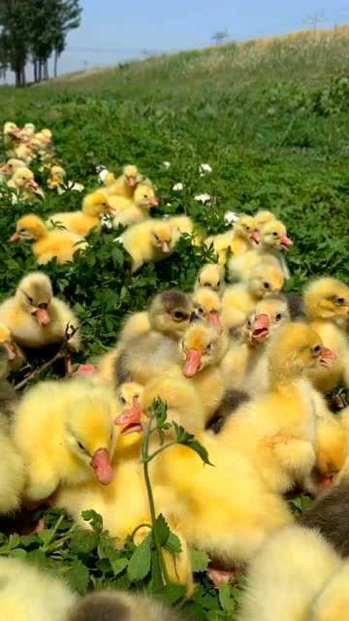 今天带着可爱的鹅宝宝出来晒晒太阳让它们快快成长