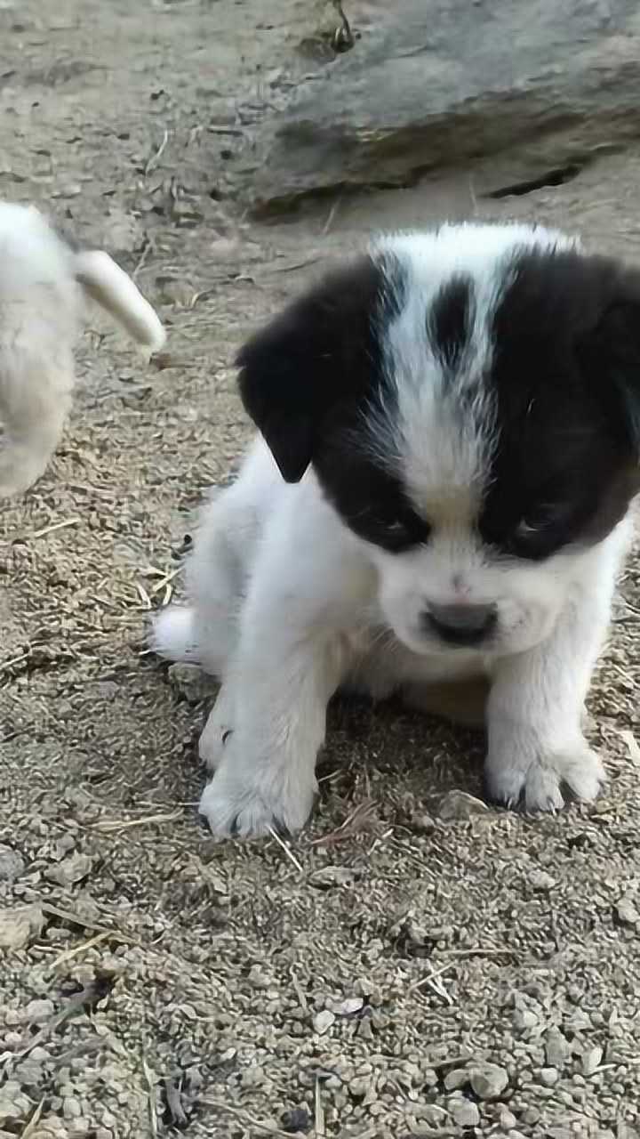 小土狗小時候太萌了