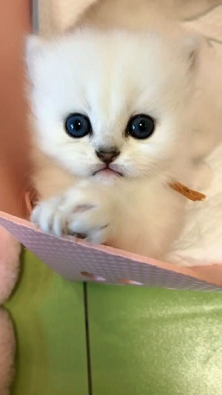 圆圆的眼睛,看着真的好可爱,好想亲一口啊