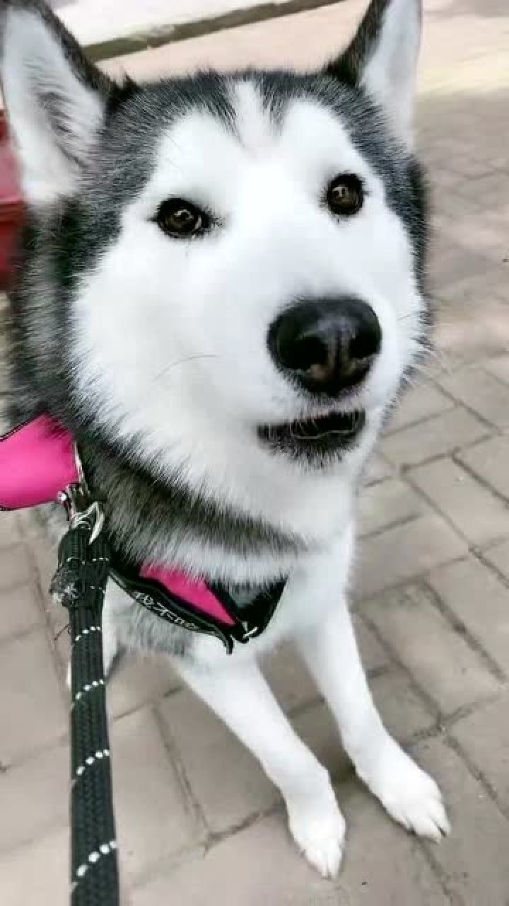 狗不嫌家贫,哈士奇除外,毕竟它可是二哈啊!