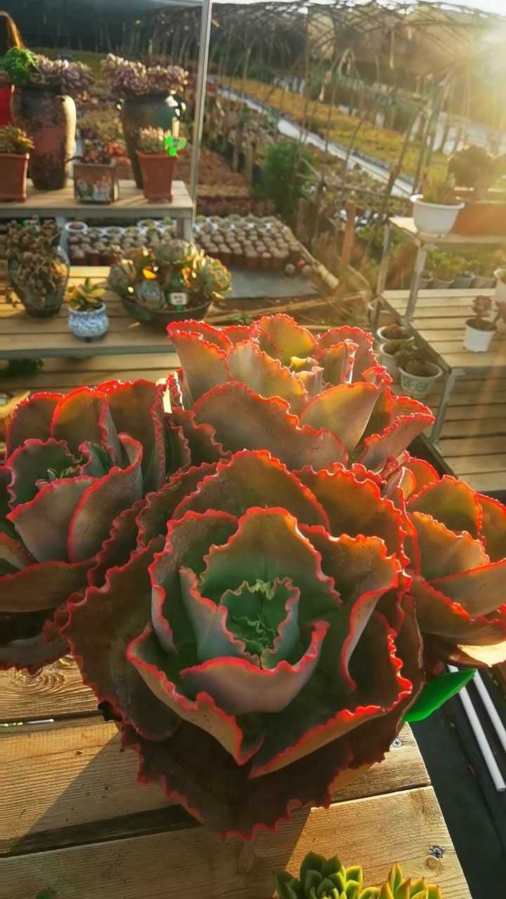 云南夕阳下的多肉植物蓝色妖姬