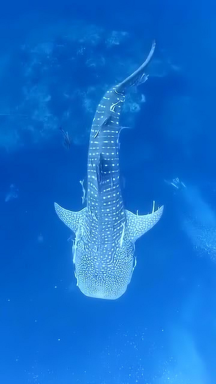 有深海恐惧症的人勿看看着好惊悚