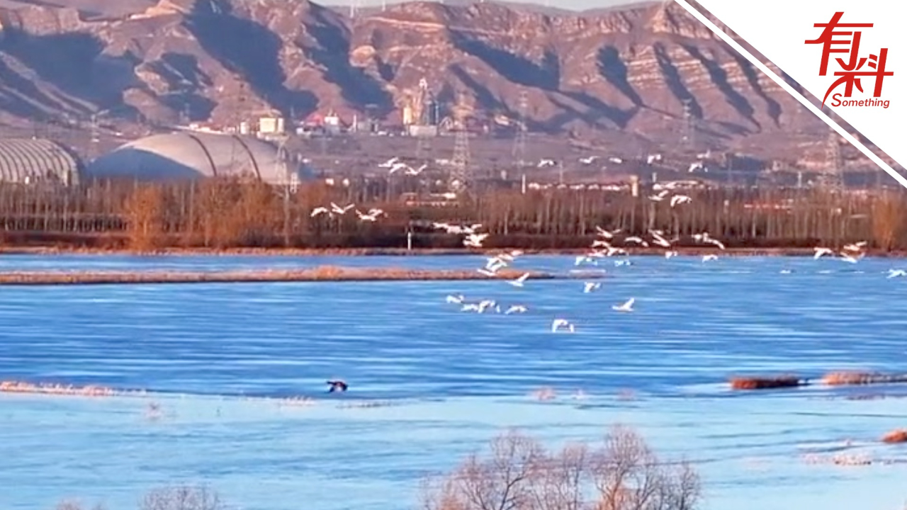 "老朋友"回来了!首批北迁候鸟飞抵山西桑干河