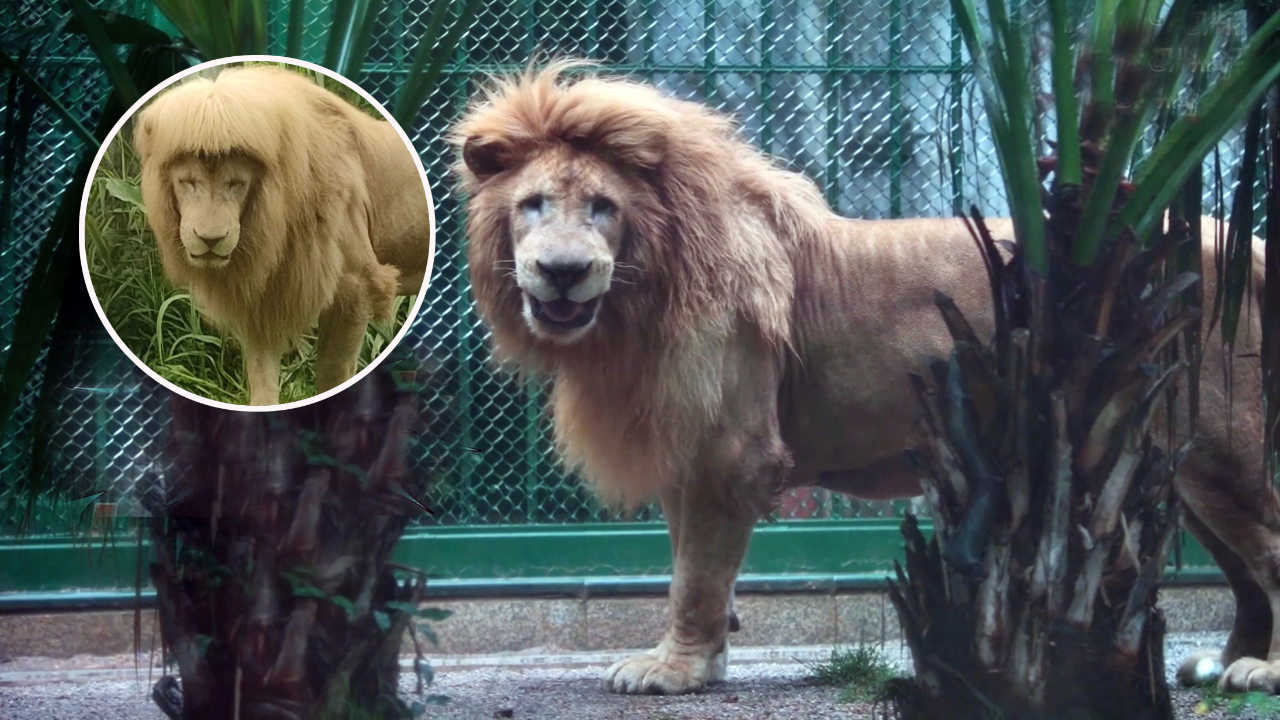 网红雄狮阿杭换发型引热议,狮子也是颜控?为何秃头雄狮不受欢迎