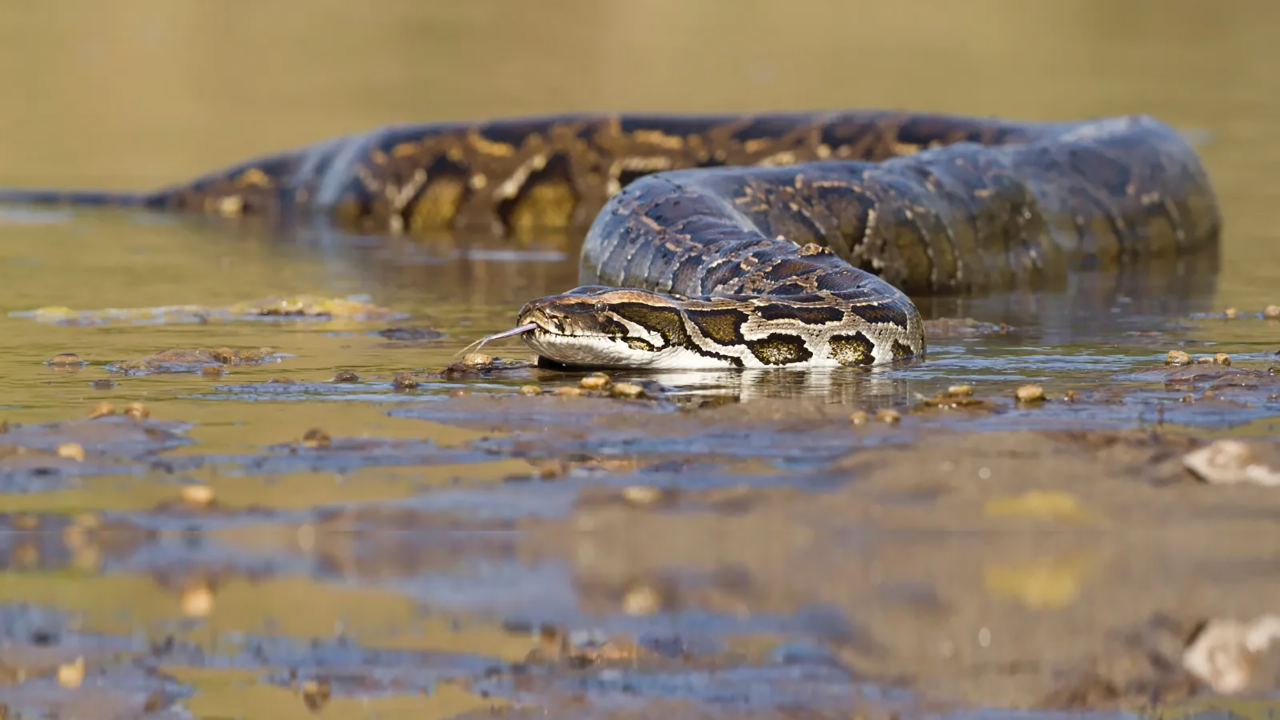 福建一工地挖出"冬眠"的大蟒蛇,它是哪种蛇?吵醒它风险有多大