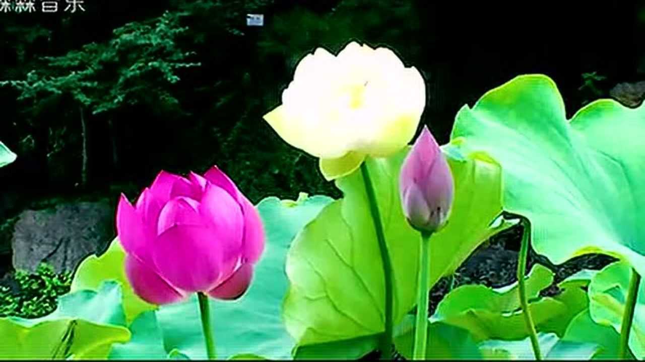 小提琴曲《荷花颂》,曲调优雅,抒情温馨,音质甜美,韵味无穷.