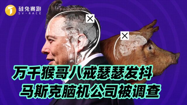 万千猴哥八戒瑟瑟发抖,马斯克的脑机公司被调查