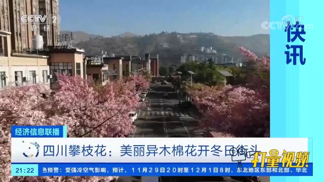 四川攀枝花:美丽异木棉花开冬日街头