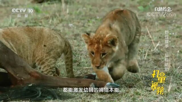 任何动作都会激发幼崽的狩猎本能,这是猫科动物的特点