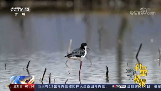 浙江:白塔湖湿地迎来大批越冬候鸟