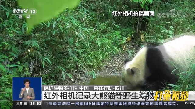 四川:红外相机记录大熊猫等野生动物饮水画面