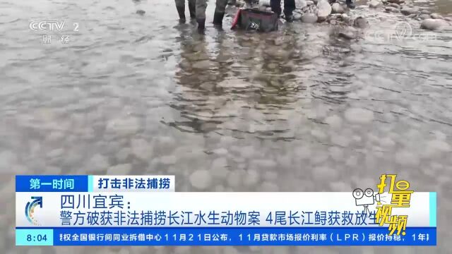 宜宾警方破获非法捕捞长江水生动物案,4尾长江鲟获救