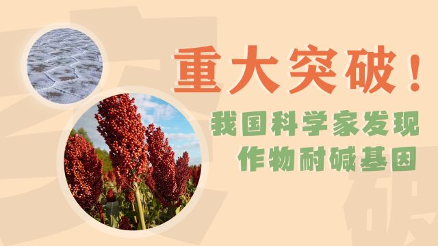 顶刊重磅:找到耐碱基因!破解新的粮食增产密码