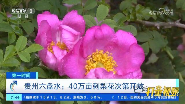 贵州六盘水:40万亩刺梨花次第开放,淡淡花香沁人心脾