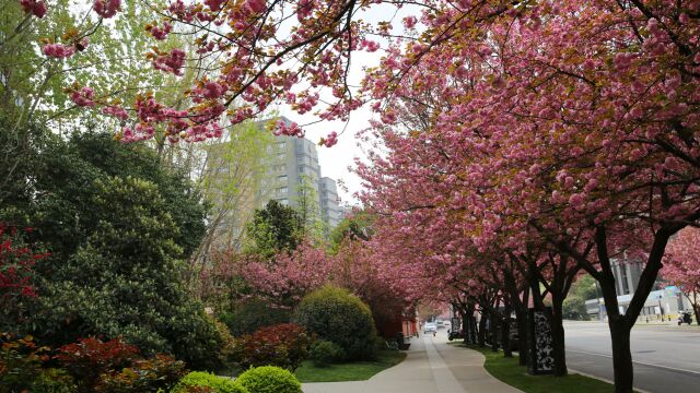 西安曲江池畔的樱花大道:樱花烂漫,一路春色,街景如画