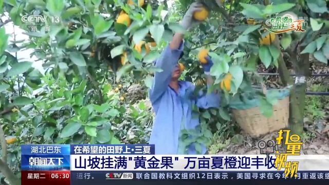 湖北巴东:山坡挂满“黄金果”,万亩夏橙迎丰收