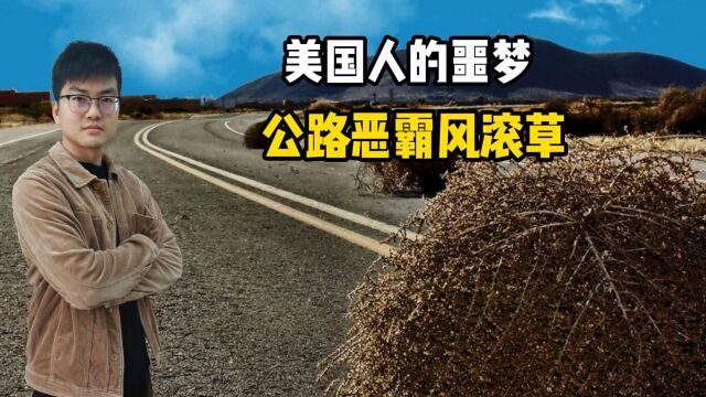 霸占公路堵塞交通,让美国人苦不堪言的风滚草,为何在中国很少见