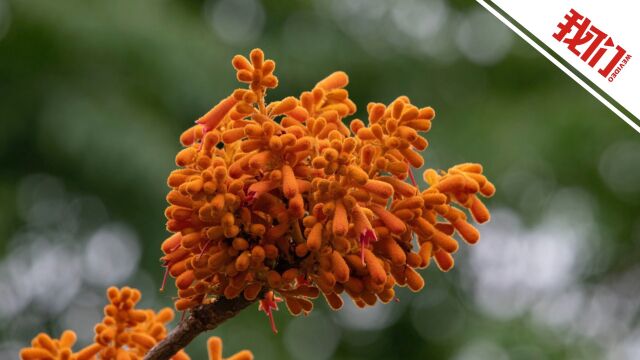 贵州首次发现国家一级保护野生植物广西火桐:花朵聚伞状如一串串鞭炮