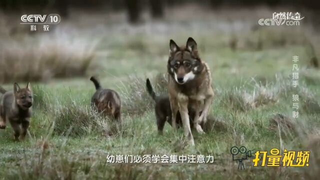 在妈妈的陪伴下,伊比利亚狼幼崽开始它们的第一次捕食行动